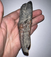Load image into Gallery viewer, HUGE Pristine Ice Age Fossil Woolly Rhinoceros Molar Coelodonta Antiquitatis 3.87 Inches
