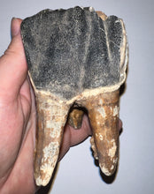 Load image into Gallery viewer, ENORMOUS Ice Age Fossil Woolly Rhinoceros Molar Coelodonta Antiquitatis 4.17 Inches