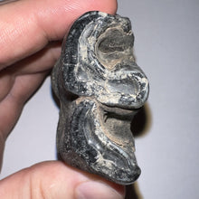 Load image into Gallery viewer, HUGE Pristine Ice Age Fossil Woolly Rhinoceros Molar Coelodonta Antiquitatis 3.87 Inches