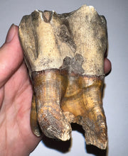 Load image into Gallery viewer, ENORMOUS Ice Age Fossil Woolly Rhinoceros Molar Coelodonta Antiquitatis 4.17 Inches