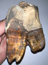 Load image into Gallery viewer, ENORMOUS Ice Age Fossil Woolly Rhinoceros Molar Coelodonta Antiquitatis 4.17 Inches