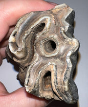 Load image into Gallery viewer, ENORMOUS Ice Age Fossil Woolly Rhinoceros Molar Coelodonta Antiquitatis 4.17 Inches