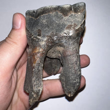 Load image into Gallery viewer, HUGE Ice Age Fossil Woolly Rhinoceros Molar Coelodonta Antiquitatis 3.48 Inches