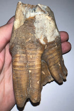 Load image into Gallery viewer, ENORMOUS PRISTINE Ice Age Fossil Woolly Rhinoceros Molar Coelodonta Antiquitatis 4.31 Inches