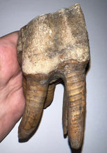 Load image into Gallery viewer, ENORMOUS PRISTINE Ice Age Fossil Woolly Rhinoceros Molar Coelodonta Antiquitatis 4.31 Inches