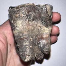 Load image into Gallery viewer, HUGE Ice Age Fossil Woolly Rhinoceros Molar Coelodonta Antiquitatis 3.48 Inches