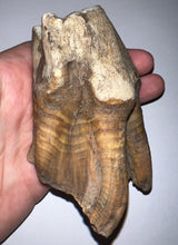 Load image into Gallery viewer, ENORMOUS PRISTINE Ice Age Fossil Woolly Rhinoceros Molar Coelodonta Antiquitatis 4.31 Inches