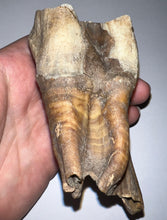 Load image into Gallery viewer, ENORMOUS PRISTINE Ice Age Fossil Woolly Rhinoceros Molar Coelodonta Antiquitatis 4.31 Inches