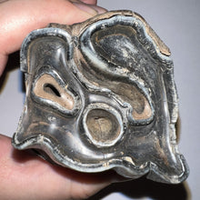 Load image into Gallery viewer, HUGE Ice Age Fossil Woolly Rhinoceros Molar Coelodonta Antiquitatis 3.48 Inches