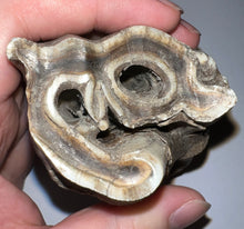 Load image into Gallery viewer, ENORMOUS PRISTINE Ice Age Fossil Woolly Rhinoceros Molar Coelodonta Antiquitatis 4.31 Inches