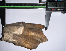 Load image into Gallery viewer, ENORMOUS PRISTINE Ice Age Fossil Woolly Rhinoceros Molar Coelodonta Antiquitatis 4.31 Inches