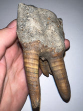 Load image into Gallery viewer, ENORMOUS PRISTINE Ice Age Fossil Woolly Rhinoceros Molar Coelodonta Antiquitatis 4.17 Inches