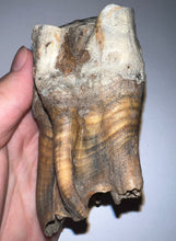 Load image into Gallery viewer, ENORMOUS PRISTINE Ice Age Fossil Woolly Rhinoceros Molar Coelodonta Antiquitatis 4.17 Inches