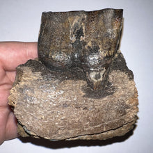 Load image into Gallery viewer, HUGE Ice Age Fossil Woolly Rhinoceros Partial Jaw with Molar Coelodonta Antiquitatis 3.28 Inches