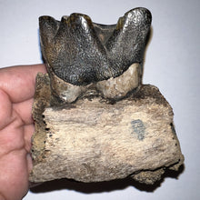 Load image into Gallery viewer, HUGE Ice Age Fossil Woolly Rhinoceros Partial Jaw with Molar Coelodonta Antiquitatis 3.28 Inches