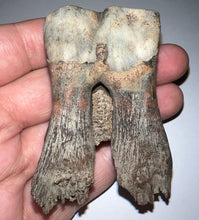 Load image into Gallery viewer, GEM Large Ice Age Fossil Woolly Rhinoceros Molar Coelodonta Antiquitatis 2.54 Inches
