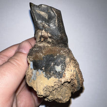 Load image into Gallery viewer, HUGE Ice Age Fossil Woolly Rhinoceros Partial Jaw with Molar Coelodonta Antiquitatis 3.28 Inches