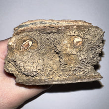 Load image into Gallery viewer, HUGE Ice Age Fossil Woolly Rhinoceros Partial Jaw with Molar Coelodonta Antiquitatis 3.28 Inches