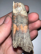 Load image into Gallery viewer, GEM Large Ice Age Fossil Woolly Rhinoceros Molar Coelodonta Antiquitatis 2.54 Inches