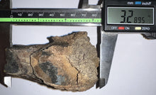 Load image into Gallery viewer, HUGE Ice Age Fossil Woolly Rhinoceros Partial Jaw with Molar Coelodonta Antiquitatis 3.28 Inches