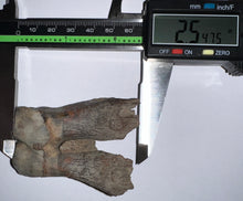 Load image into Gallery viewer, GEM Large Ice Age Fossil Woolly Rhinoceros Molar Coelodonta Antiquitatis 2.54 Inches