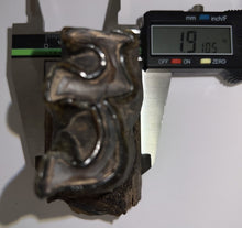 Load image into Gallery viewer, HUGE Ice Age Fossil Woolly Rhinoceros Partial Jaw with Molar Coelodonta Antiquitatis 3.28 Inches
