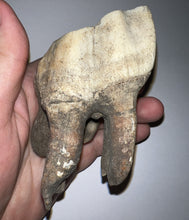 Load image into Gallery viewer, ENORMOUS Ice Age Fossil Woolly Rhinoceros Molar Coelodonta Antiquitatis 4.03 Inches