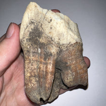 Load image into Gallery viewer, ENORMOUS Ice Age Fossil Woolly Rhinoceros Molar Coelodonta Antiquitatis 4.03 Inches