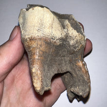 Load image into Gallery viewer, ENORMOUS Ice Age Fossil Woolly Rhinoceros Molar Coelodonta Antiquitatis 4.03 Inches