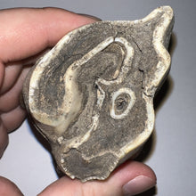 Load image into Gallery viewer, ENORMOUS Ice Age Fossil Woolly Rhinoceros Molar Coelodonta Antiquitatis 4.03 Inches