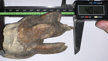 Load image into Gallery viewer, ENORMOUS Ice Age Fossil Woolly Rhinoceros Molar Coelodonta Antiquitatis 4.03 Inches