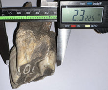 Load image into Gallery viewer, ENORMOUS Ice Age Fossil Woolly Rhinoceros Molar Coelodonta Antiquitatis 4.03 Inches