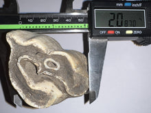 Load image into Gallery viewer, ENORMOUS Ice Age Fossil Woolly Rhinoceros Molar Coelodonta Antiquitatis 4.03 Inches