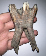 Load image into Gallery viewer, ENORMOUS Pristine Ice Age Fossil Woolly Rhinoceros Molar Coelodonta Antiquitatis 4.18 Inches