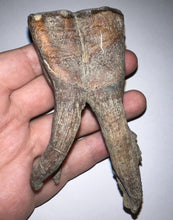 Load image into Gallery viewer, ENORMOUS Pristine Ice Age Fossil Woolly Rhinoceros Molar Coelodonta Antiquitatis 4.18 Inches