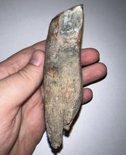 Load image into Gallery viewer, ENORMOUS Pristine Ice Age Fossil Woolly Rhinoceros Molar Coelodonta Antiquitatis 4.18 Inches
