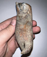Load image into Gallery viewer, ENORMOUS Pristine Ice Age Fossil Woolly Rhinoceros Molar Coelodonta Antiquitatis 4.18 Inches