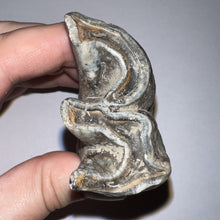 Load image into Gallery viewer, ENORMOUS Pristine Ice Age Fossil Woolly Rhinoceros Molar Coelodonta Antiquitatis 4.18 Inches