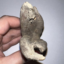Load image into Gallery viewer, ENORMOUS Pristine Ice Age Fossil Woolly Rhinoceros Molar Coelodonta Antiquitatis 4.18 Inches