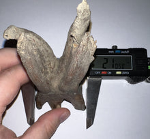 Load image into Gallery viewer, ENORMOUS Pristine Ice Age Fossil Woolly Rhinoceros Molar Coelodonta Antiquitatis 4.18 Inches