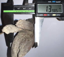 Load image into Gallery viewer, ENORMOUS Pristine Ice Age Fossil Woolly Rhinoceros Molar Coelodonta Antiquitatis 4.18 Inches