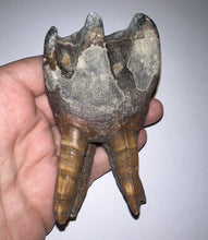Load image into Gallery viewer, ENORMOUS Pristine Ice Age Fossil Woolly Rhinoceros Molar Coelodonta Antiquitatis 4.16 Inches