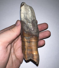 Load image into Gallery viewer, ENORMOUS Pristine Ice Age Fossil Woolly Rhinoceros Molar Coelodonta Antiquitatis 4.16 Inches