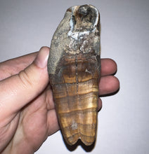 Load image into Gallery viewer, ENORMOUS Pristine Ice Age Fossil Woolly Rhinoceros Molar Coelodonta Antiquitatis 4.16 Inches
