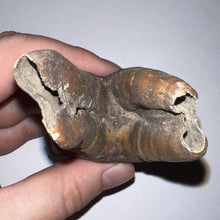 Load image into Gallery viewer, ENORMOUS Pristine Ice Age Fossil Woolly Rhinoceros Molar Coelodonta Antiquitatis 4.16 Inches
