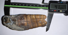 Load image into Gallery viewer, ENORMOUS Pristine Ice Age Fossil Woolly Rhinoceros Molar Coelodonta Antiquitatis 4.16 Inches