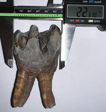 Load image into Gallery viewer, ENORMOUS Pristine Ice Age Fossil Woolly Rhinoceros Molar Coelodonta Antiquitatis 4.16 Inches