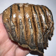 Load image into Gallery viewer, Ice Age Fossil Juvenile Woolly Mammoth Molar 2.52 Inches from Siberia