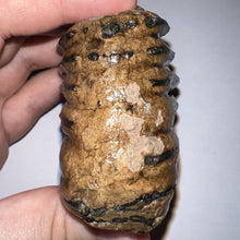 Load image into Gallery viewer, Ice Age Fossil Juvenile Woolly Mammoth Molar 2.52 Inches from Siberia
