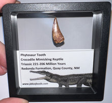 Load image into Gallery viewer, Framed Large Phytosaur Fossil Teeth One per Order .8-1 Inches! Triassic Aquatic Reptile!